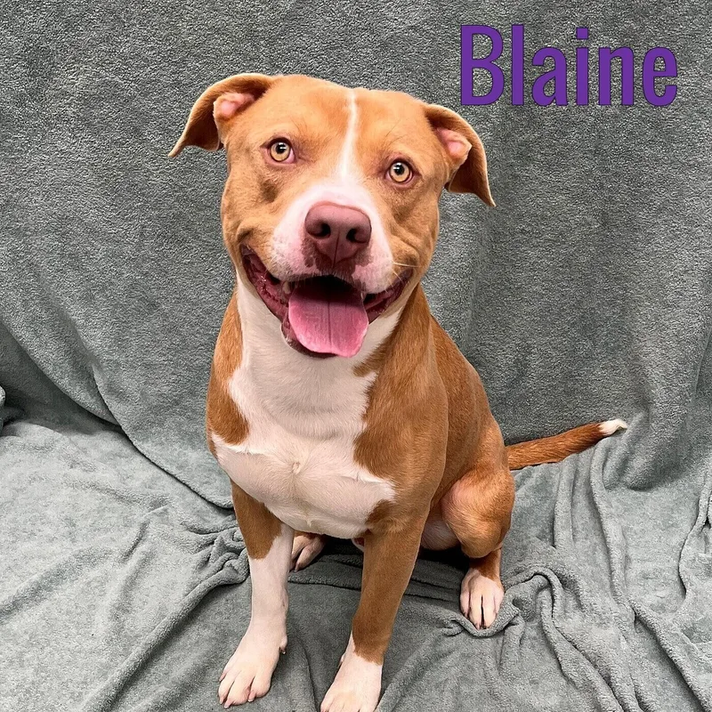A young large-sized male Brown / Chocolate Mixed Breed dog named Blaine for adoption in Pleasantville, NJ