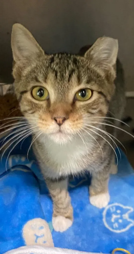 A baby medium-sized male Domestic Short Hair cat named Dasan for adoption in Cumming, GA