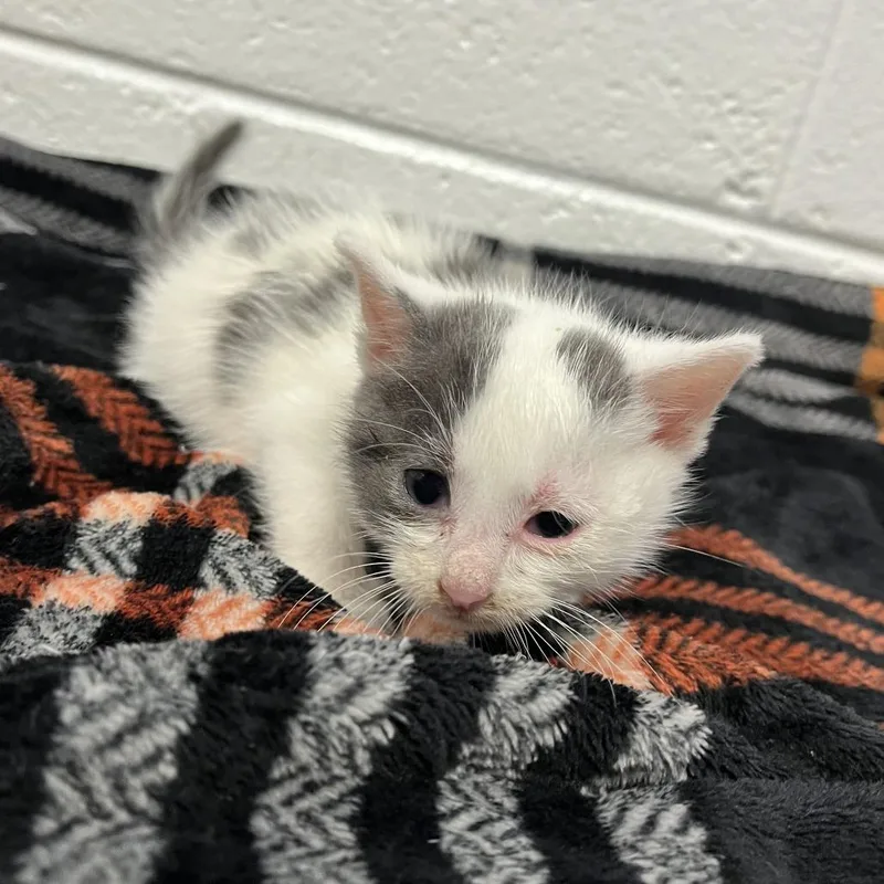 A baby small-sized female White Domestic Short Hair cat named Nebula for adoption in Spruce Pine, NC