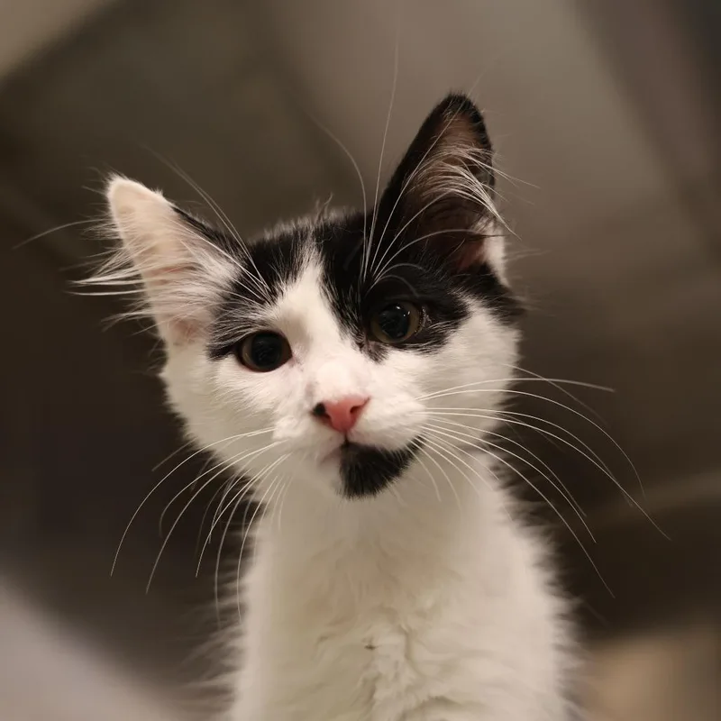 A baby small-sized male Black Domestic Medium Hair cat named Birch for adoption in Briarcliff Manor, NY