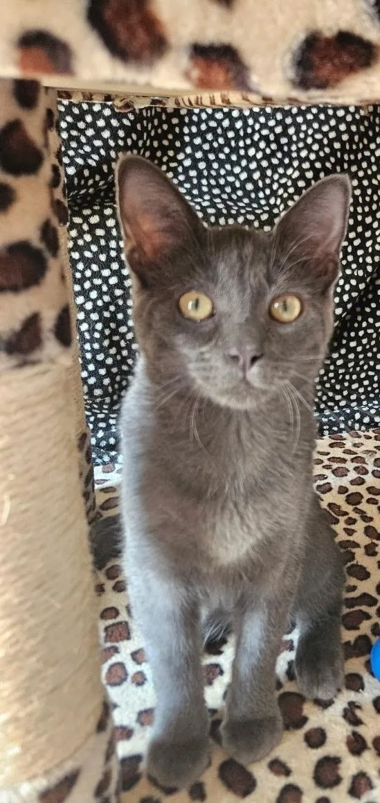 A baby small-sized male Domestic Short Hair cat named Axel for adoption in Evans City, PA