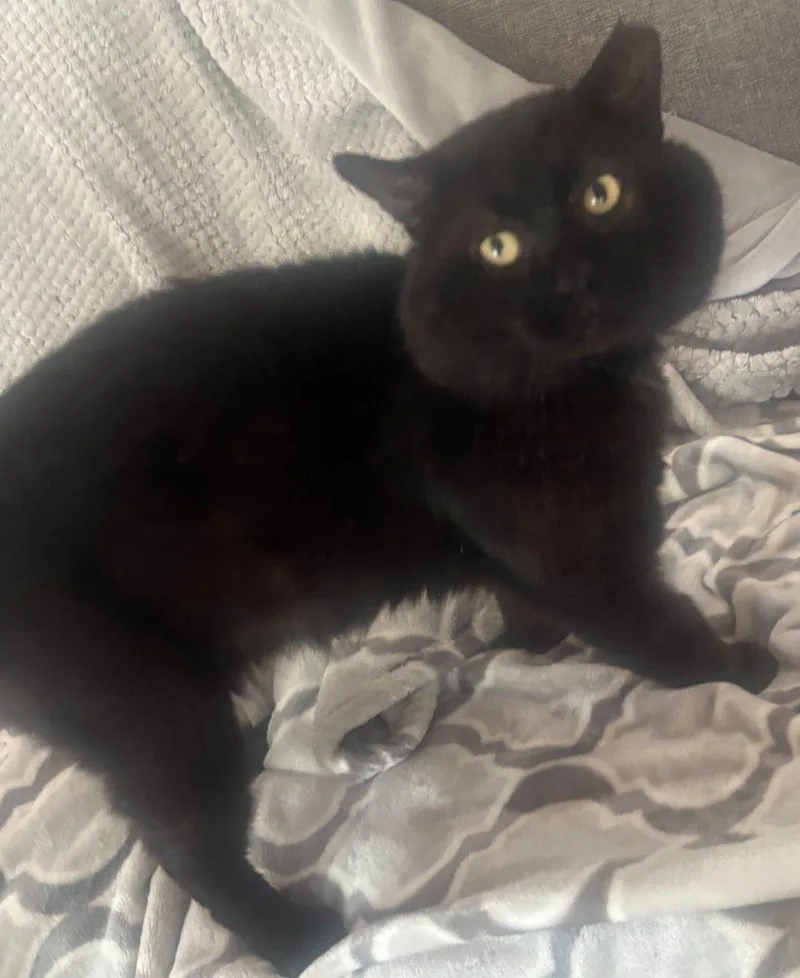 Marvin