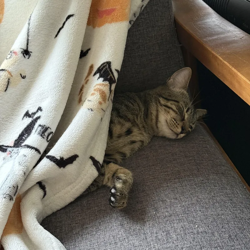 Jalapeño thumbnail 2