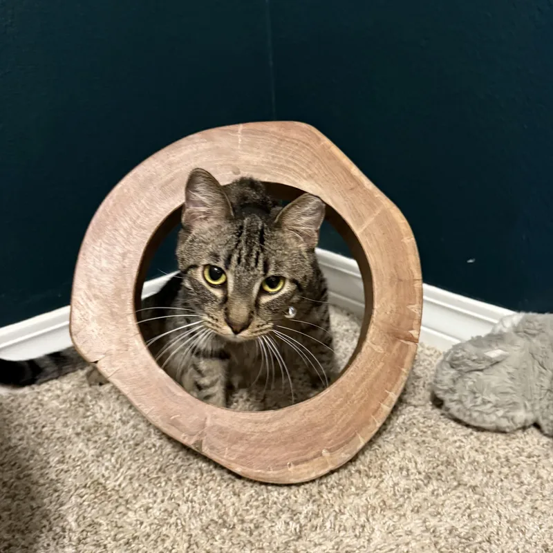 Jalapeño thumbnail 3