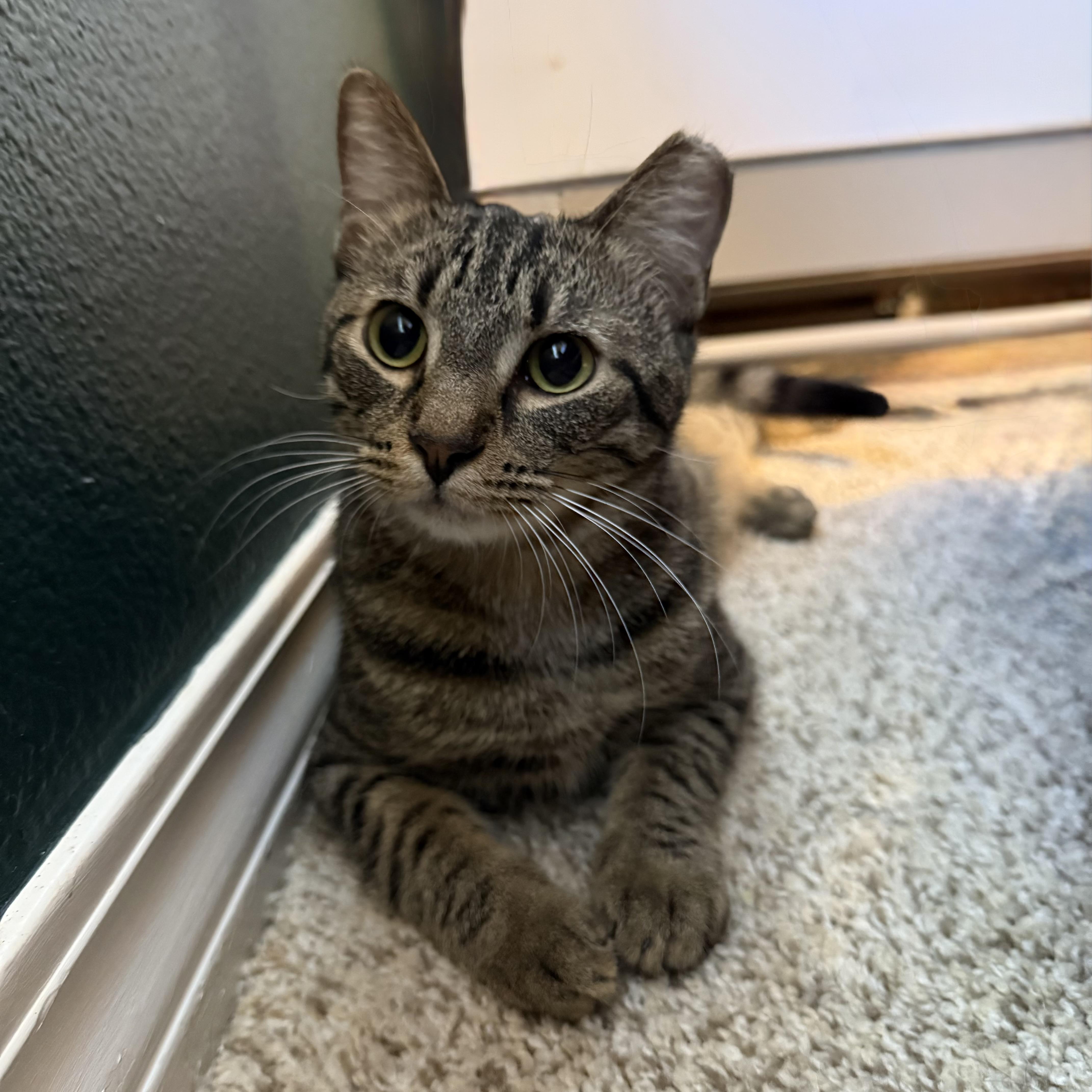 Jalapeño thumbnail 4