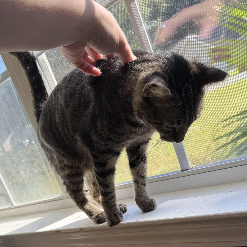 Jalapeño thumbnail 5