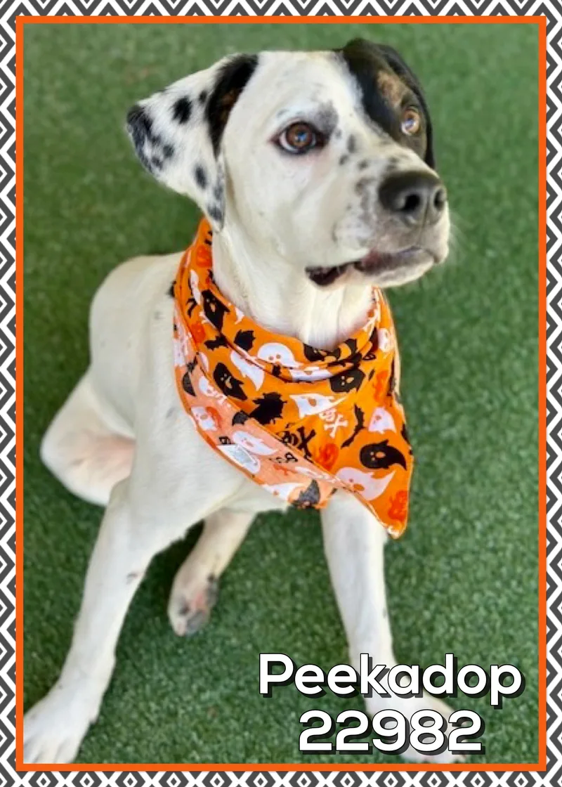 A baby medium-sized male Tricolor (Brown, Black, & White) Hound dog named Peekadop for adoption in Marietta, GA
