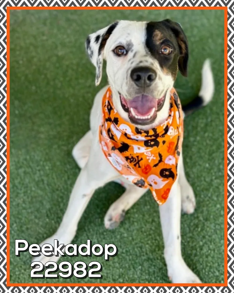 Peekadop thumbnail 2