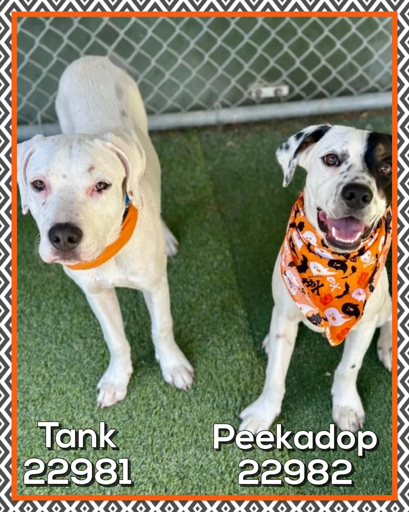 Peekadop thumbnail 4