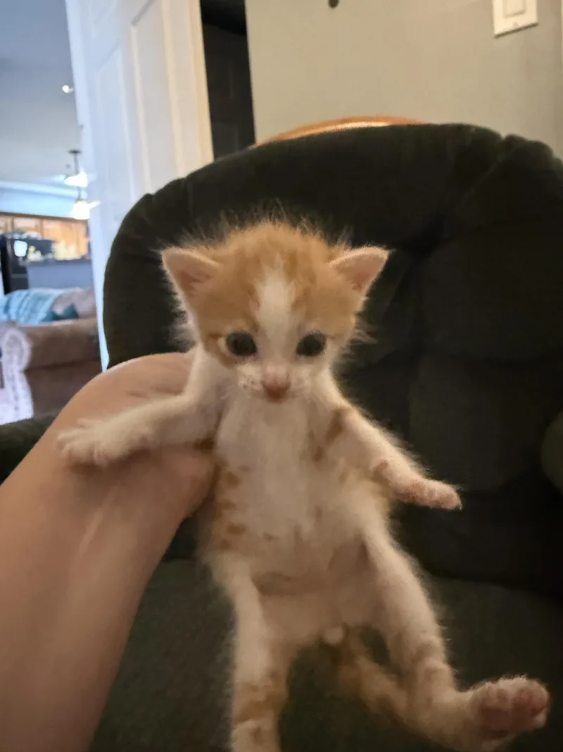 A baby small-sized male American Shorthair cat named Leo for adoption in Randolph, AL