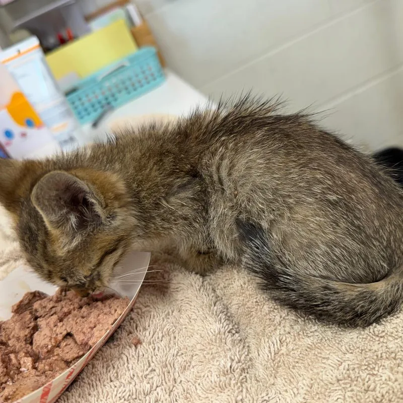 A baby small-sized female Domestic Short Hair cat named Fawn for adoption in Evansville, IN