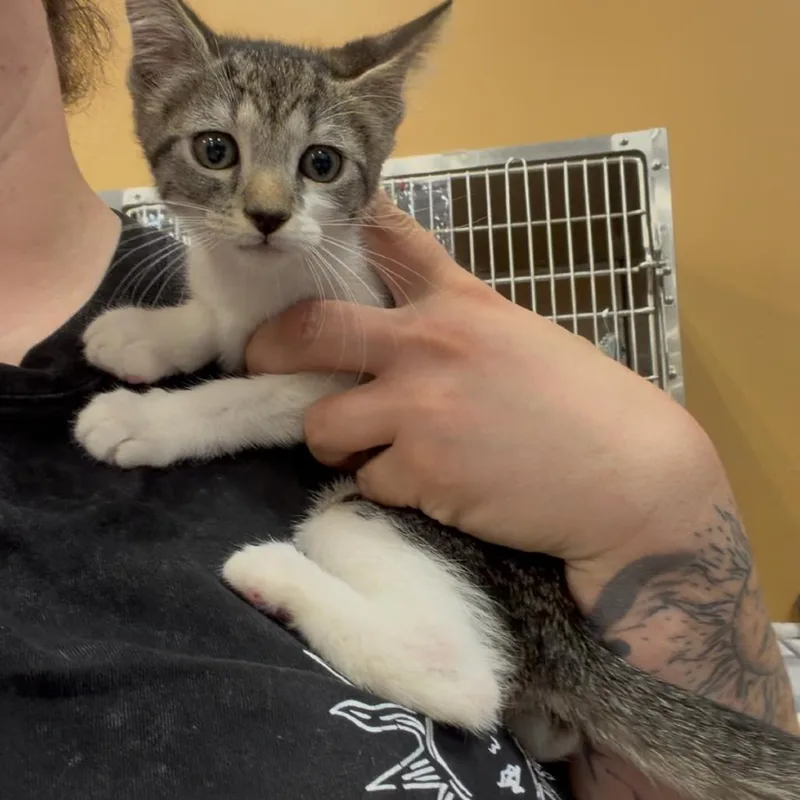 A baby small-sized female Brown / Chocolate Domestic Short Hair cat named Shock for adoption in Melrose, FL