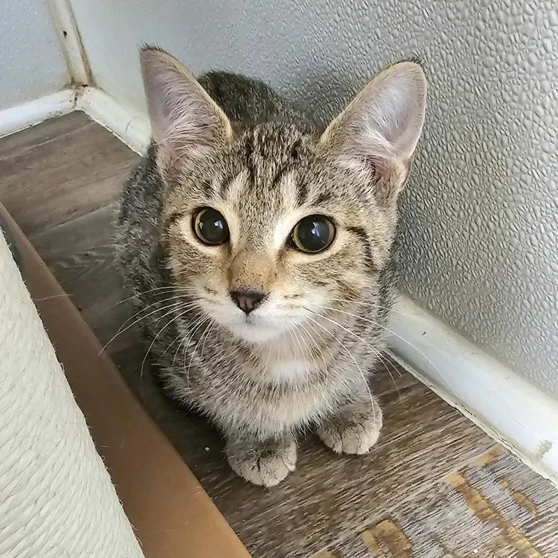 D'artagnia thumbnail 2