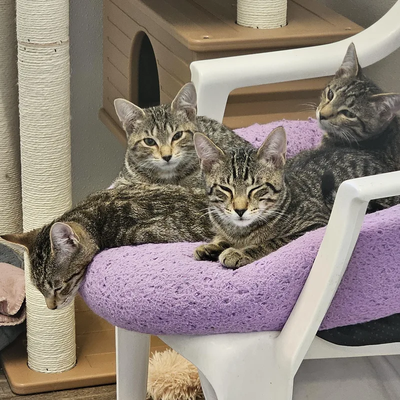 D'artagnia thumbnail 4