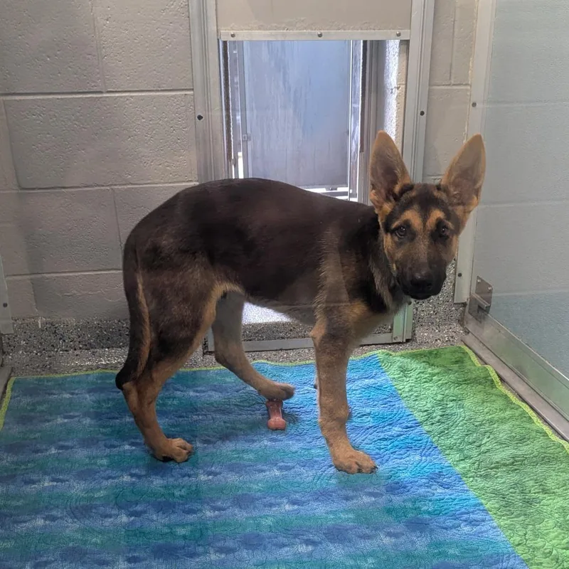 A baby medium-sized male Brown / Chocolate German Shepherd Dog dog named Grenadine for adoption in Charlottesville, VA