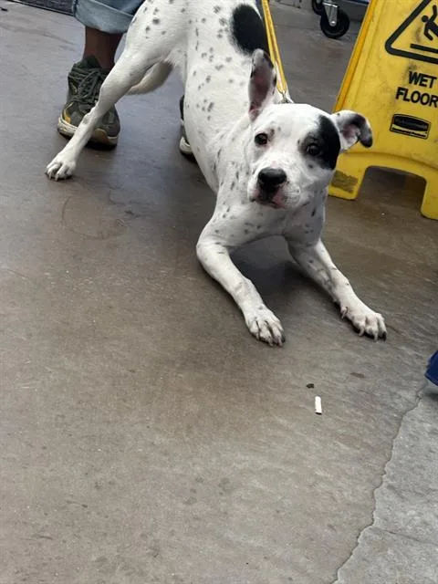 A young medium-sized female Mixed Breed dog named Fantasia for adoption in Dallas, TX