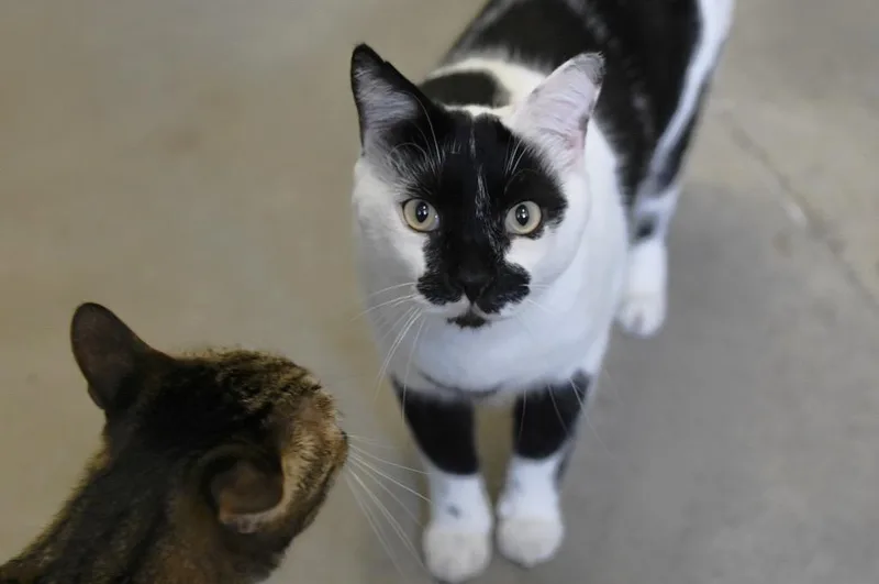An adult large-sized male Domestic Short Hair cat named Stinker for adoption in St. James City, FL
