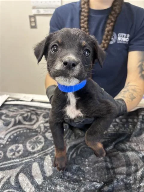 A baby small-sized male German Shepherd Dog dog named Starscream for adoption in Norco, CA