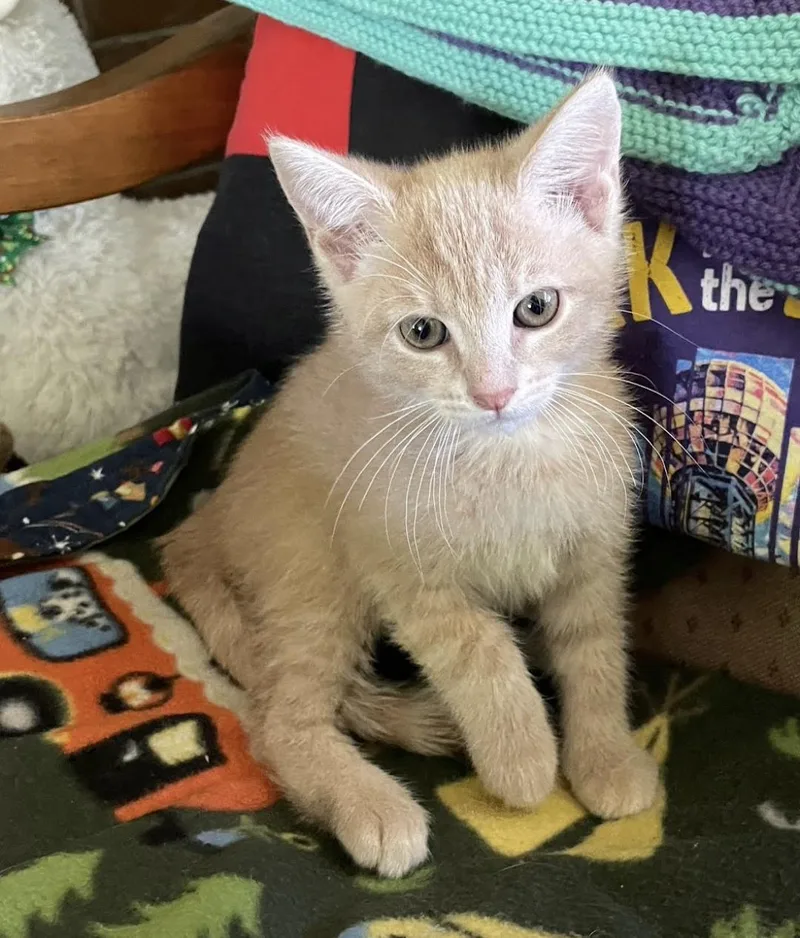 A baby small-sized male Domestic Short Hair cat named Marshall for adoption in Knoxville, TN