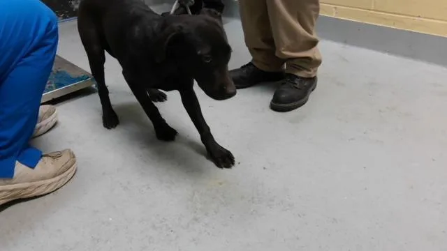 A young medium-sized female Pit Bull Terrier dog named Sasha for adoption in Tulsa, OK