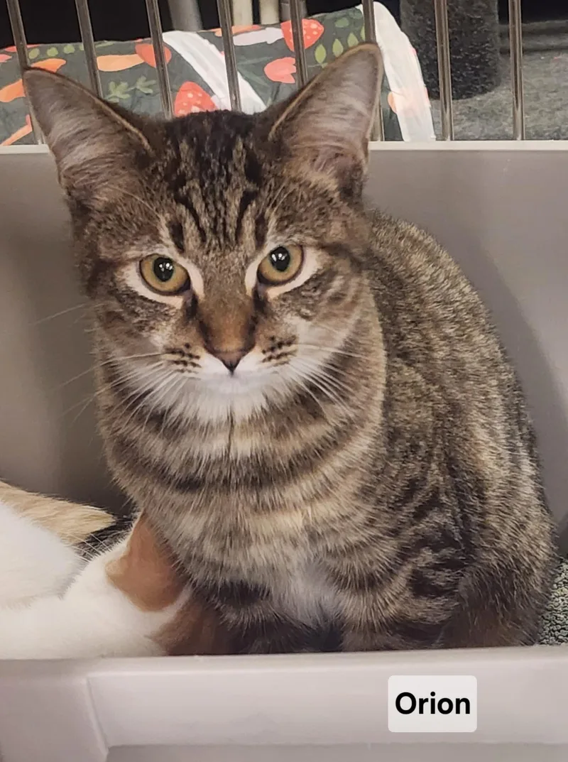 A baby medium-sized female Domestic Short Hair cat named Orion for adoption in Forest, VA