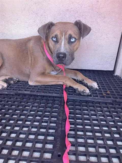 A young medium-sized male Pit Bull Terrier dog named Mustard for adoption in Killeen, TX