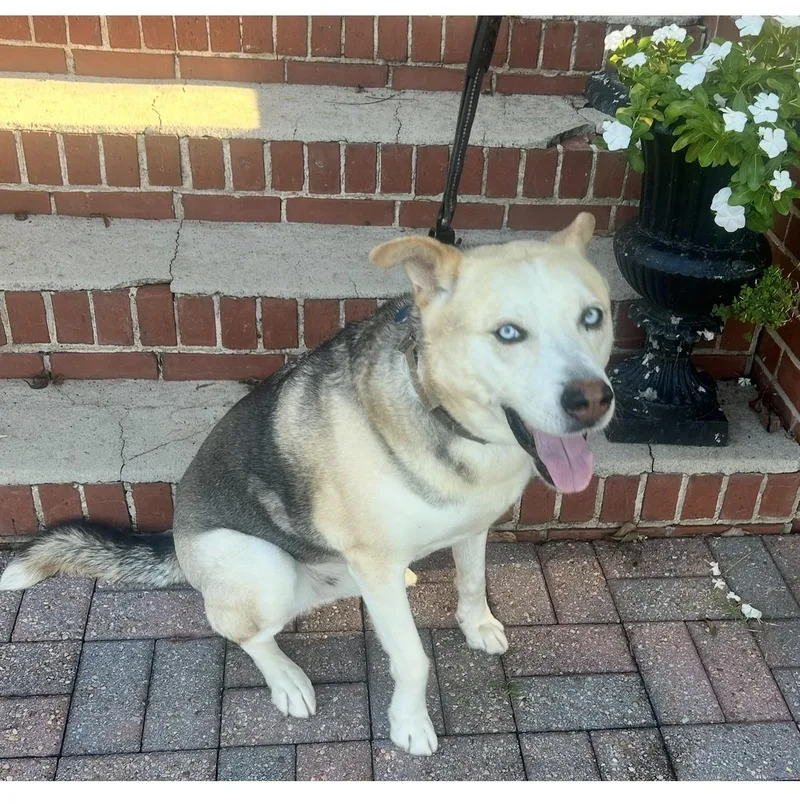 A senior medium-sized male Husky dog named Rambo for adoption in State Line, MS