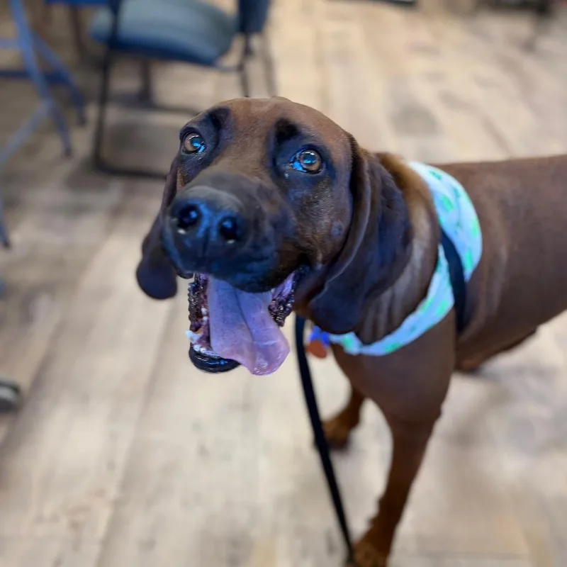 An adult large-sized male Red / Chestnut / Orange Hound dog named Pistol for adoption in Durango, CO