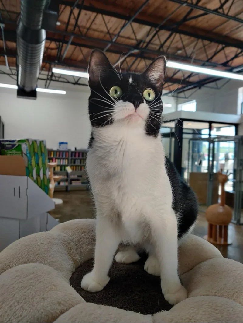 Eden  Masked And thumbnail 2