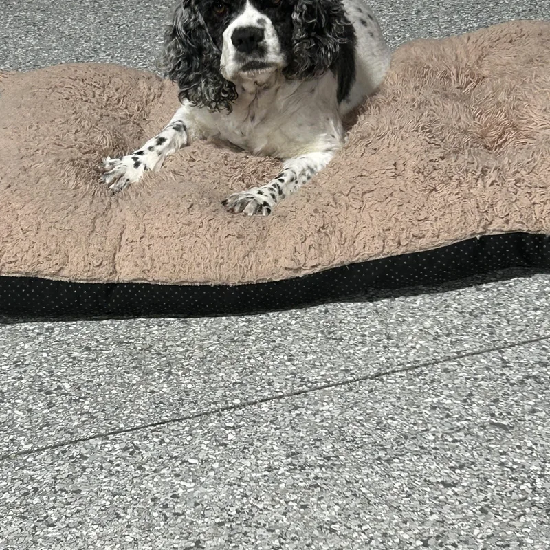 Family Dog. Tricia thumbnail 3