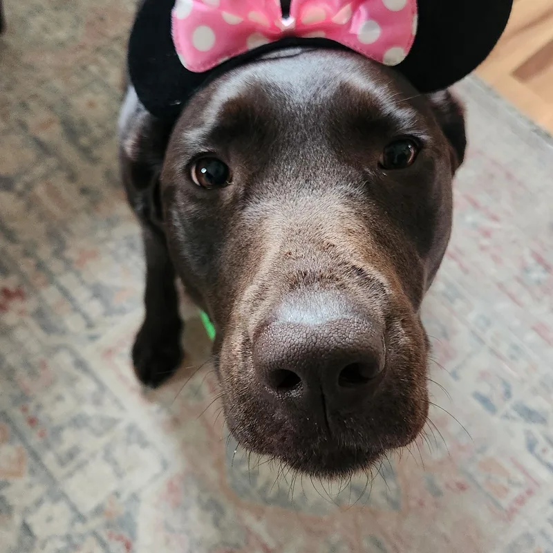 A young large-sized female Chocolate Labrador Retriever dog named Lennie for adoption in Warrington, PA