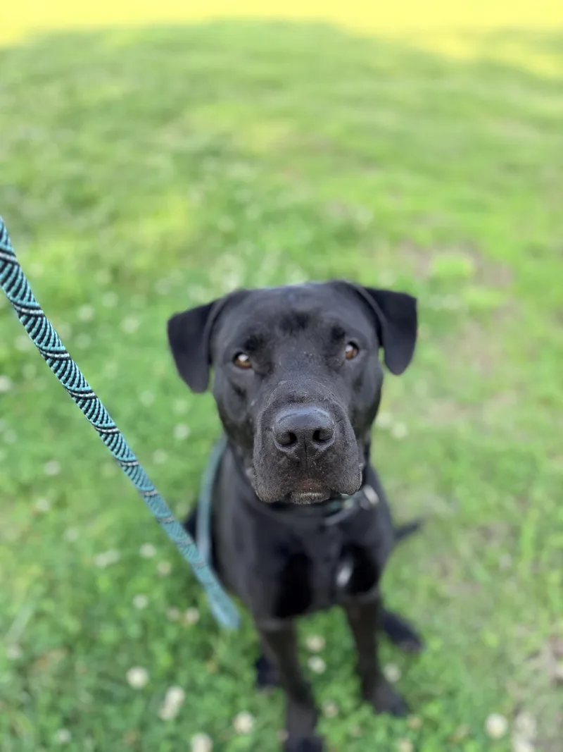 A young large-sized male Black Labrador Retriever dog named Zeke for adoption in Plattsburg, MO