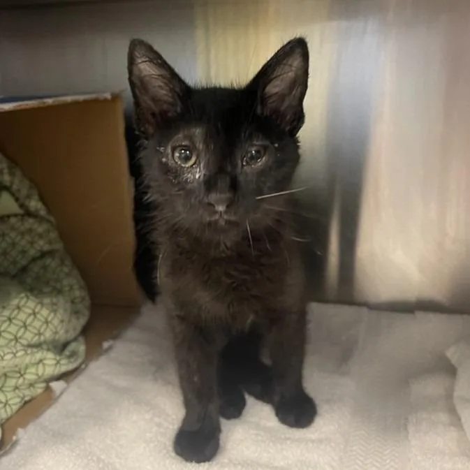 A baby small-sized female Black Domestic Short Hair cat named Vogue for adoption in Baltimore, MD
