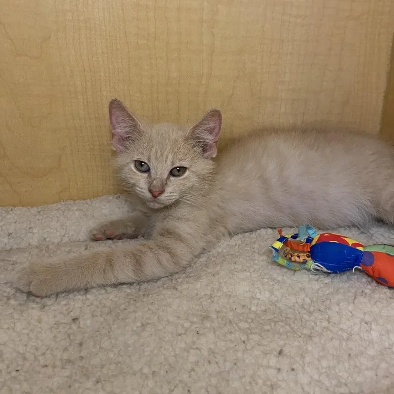 A baby small-sized male Buff / Tan / Fawn Domestic Short Hair cat named Praying Mantis for adoption in Washington Township, OH