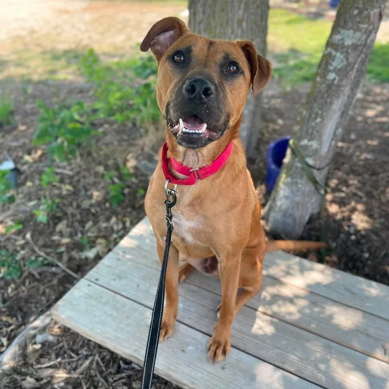 A young medium-sized male Brown / Chocolate Pit Bull Terrier dog named Lucas for adoption in Center Point, TX