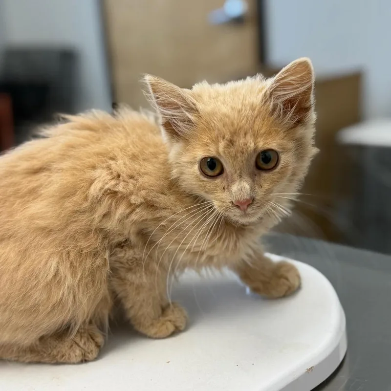 A baby small-sized male Buff / Tan / Fawn Domestic Medium Hair cat named Popcorn for adoption in Watertown, NY