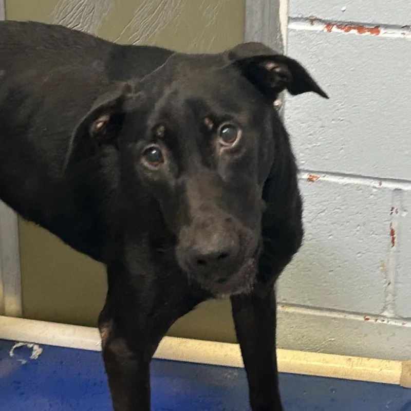 An adult medium-sized female Black Labrador Retriever dog named Moonshine for adoption in St Joseph, MO