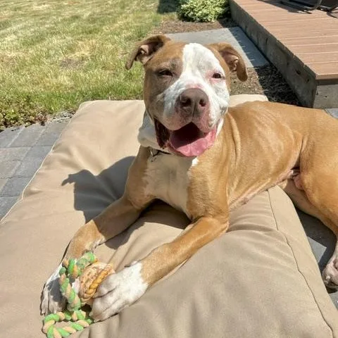 An adult large-sized male White / Cream American Bully dog named Anthony for adoption in Denver, CO