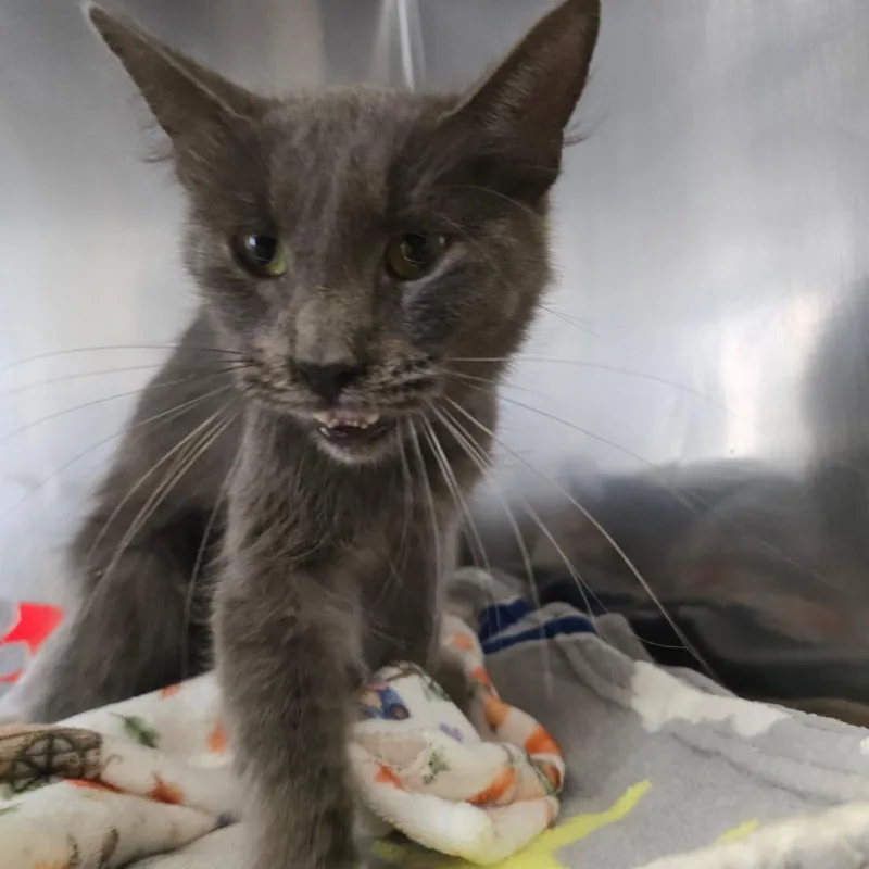An adult medium-sized female Gray / Blue / Silver Domestic Medium Hair cat named Violet for adoption in Fort Bragg, CA