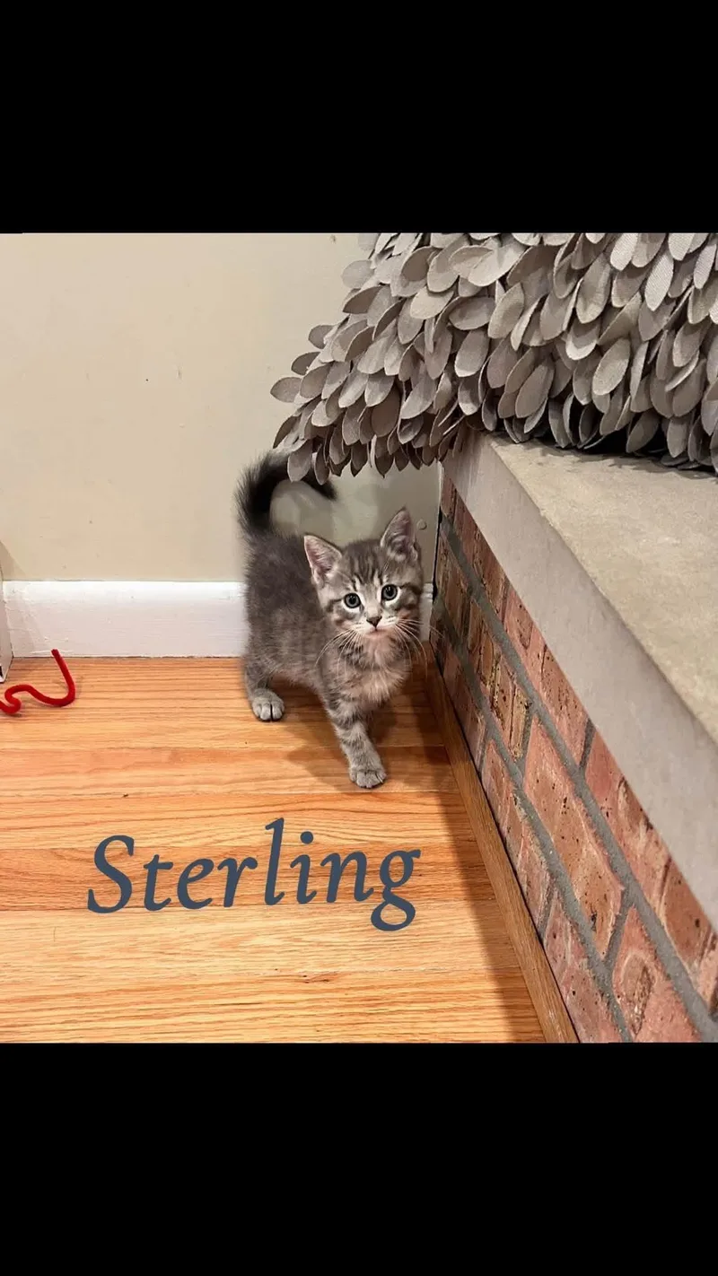 A baby medium-sized female Tabby (Gray / Blue / Silver) Tabby cat named Sterling for adoption in Saginaw, MI