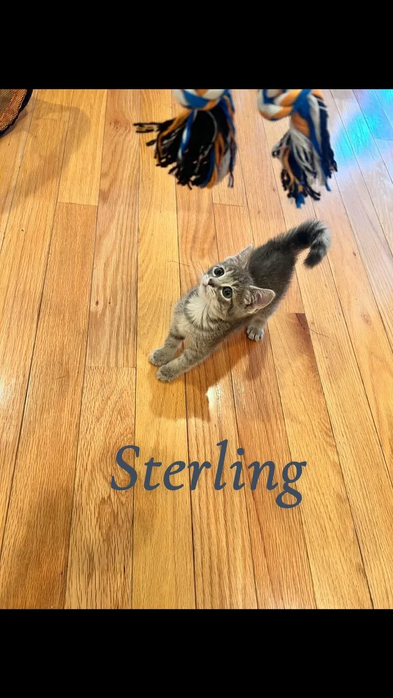 Sterling thumbnail 2