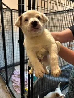 A baby medium-sized female Australian Cattle Dog / Blue Heeler dog named Moxie for adoption in Thompson Falls, MT