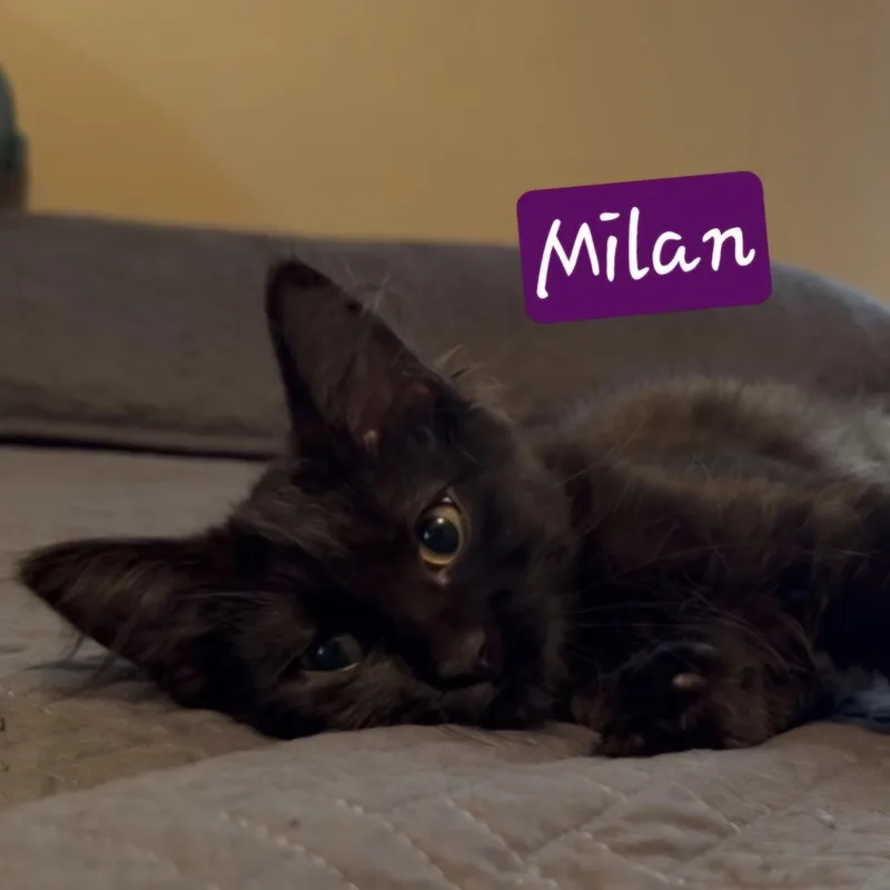 Milan