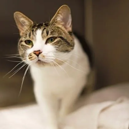 An adult small-sized female White Domestic Short Hair cat named Claire for adoption in Atlanta, GA
