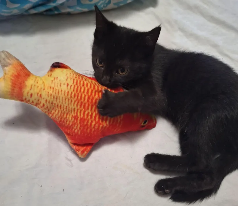 A baby medium-sized female Domestic Short Hair cat named Blossom for adoption in East Canton, OH