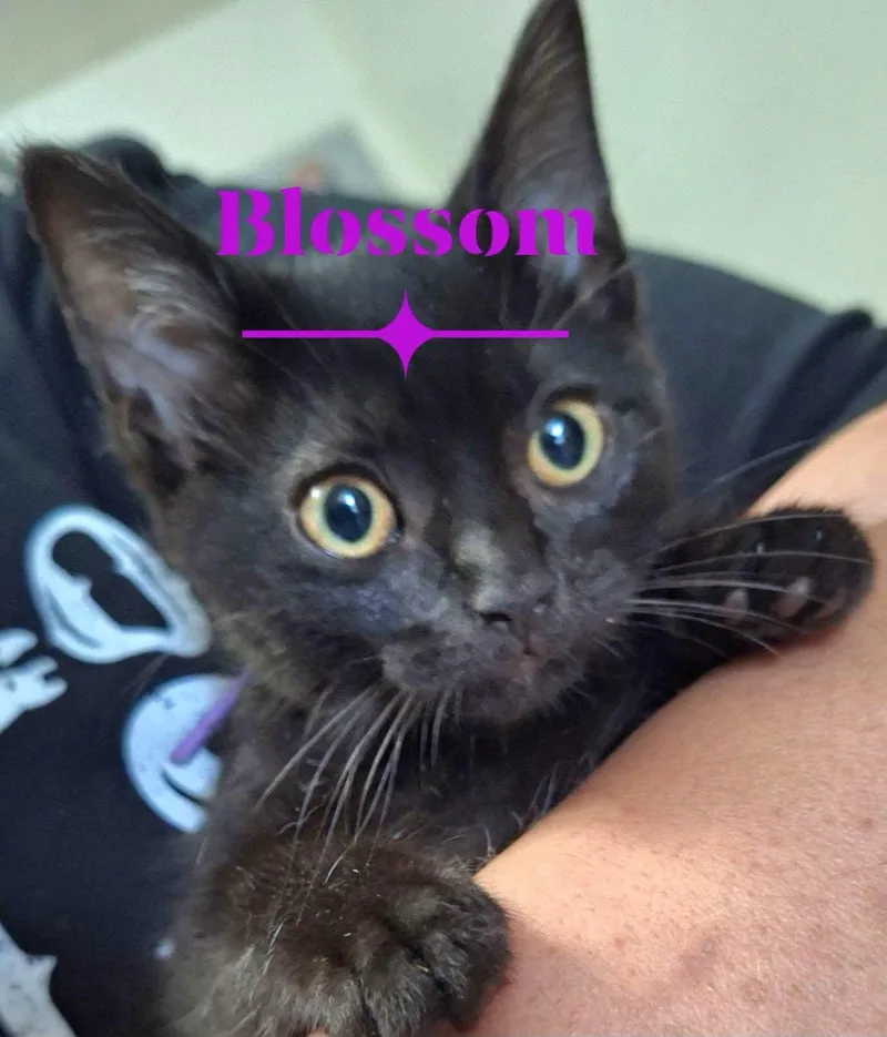 Blossom thumbnail 2