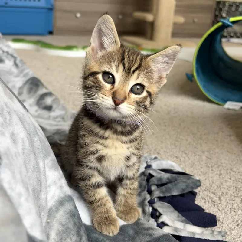 A baby small-sized female Tabby (Brown / Chocolate) Domestic Short Hair cat named Rosalina for adoption in Indianapolis, IN