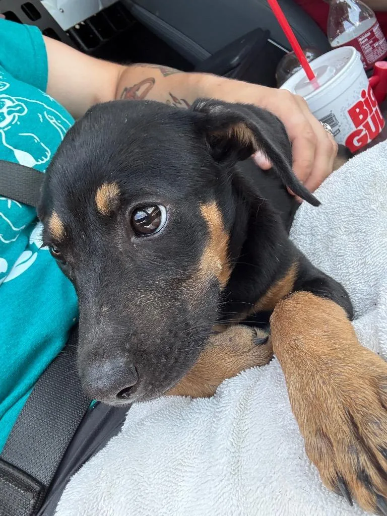 A baby medium-sized female Labrador Retriever dog named Luna Moth for adoption in Rockport, TX
