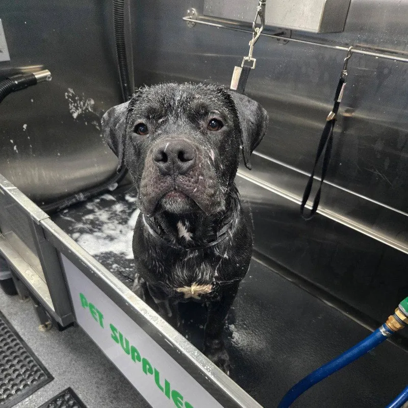 A young large-sized male Pit Bull Terrier dog named Xavior for adoption in Baltimore, MD