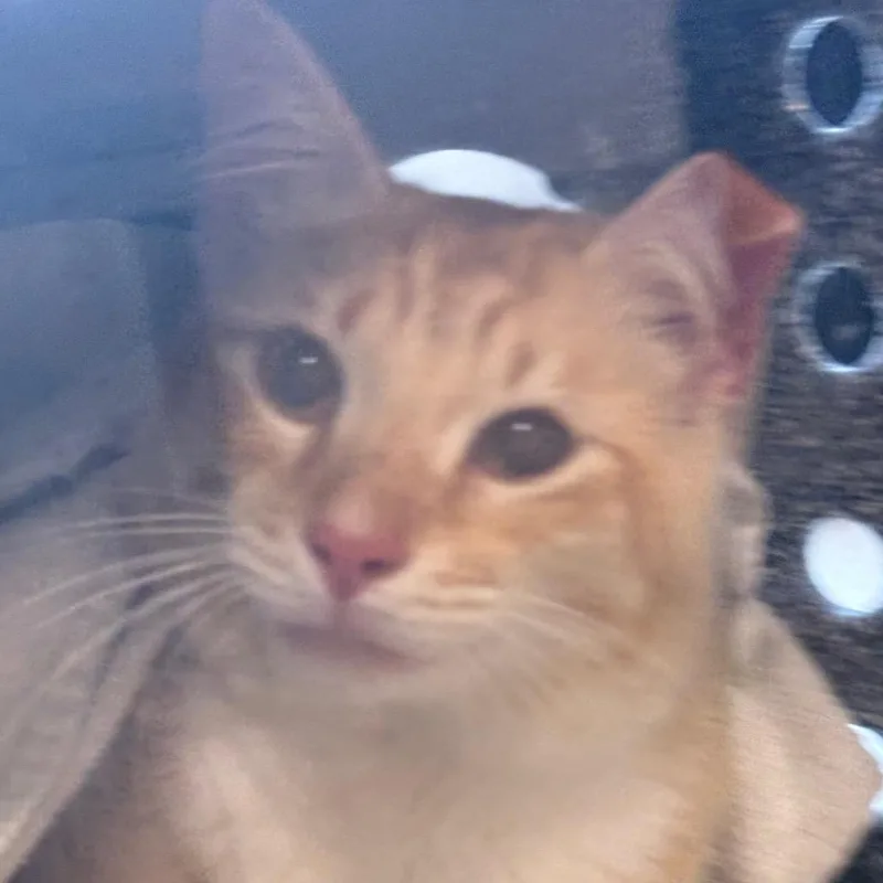 An adult small-sized male Domestic Medium Hair cat named Zephyrhills for adoption in Jacksonville, FL